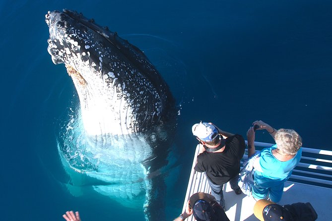 Hervey Bay Whale Watching Experience - Leaving the marina for Platypus Bay