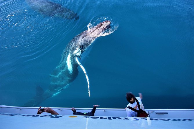 Hervey Bay Whale Watching Experience - Reading whale behavior from the viewing decks