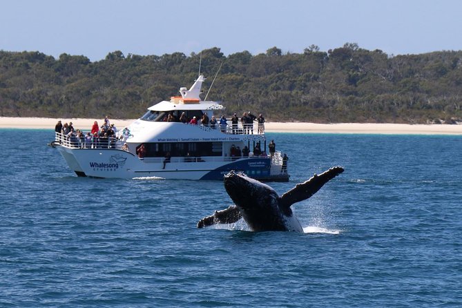Hervey Bay Whale Watching Experience - How the trip handles rough weather