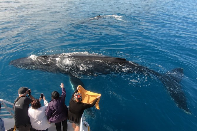 Hervey Bay Whale Watching Experience - Who will get the most from this cruise