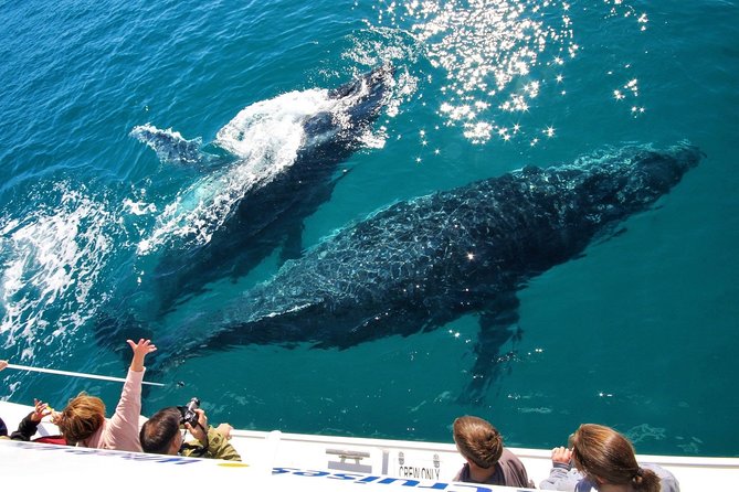 Hervey Bay Whale Watching Experience - Choosing between the five-hour morning cruise and the afternoon sunset trip
