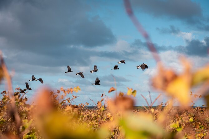 Hidden Gems: Boutique Full-Day Wine, Farm & Lunch Tour - Olive oil and lunch at Olio Bello