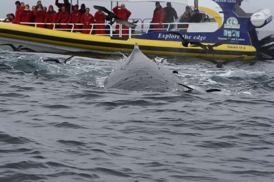 Hobart: Bruny Island Wilderness Coast Eco Cruise with Lunch - Why the Bruny Island coast is worth a full day