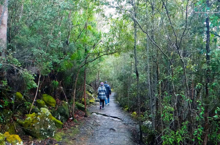 Hobart: kunanyi/Mt Wellington Explorer Bus Pass - The ride down adds wildlife and changing views