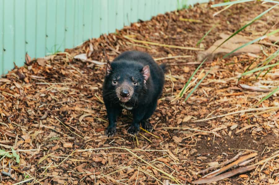 Hobart: Mt Wellington, Mt Field, Bonorong and Richmond Trip - Key points to know before booking