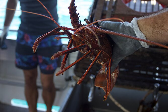 Kalbarri Rock lobster Pot Pull Tour in Kalbarri - Who will get the most from this experience