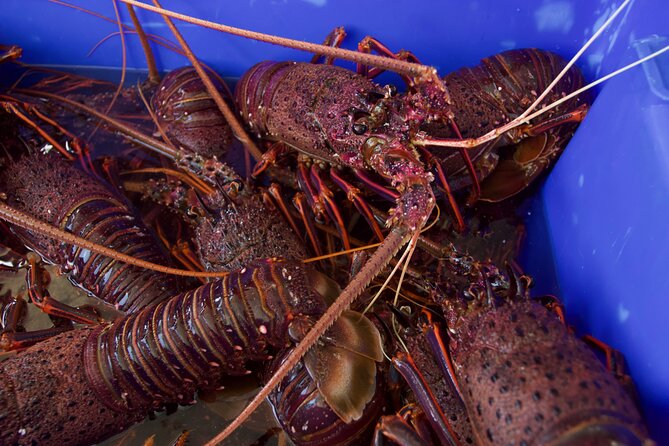 Kalbarri Rock lobster Pot Pull Tour in Kalbarri - Should you book the Kalbarri Rock Lobster Pot Pull Tour?
