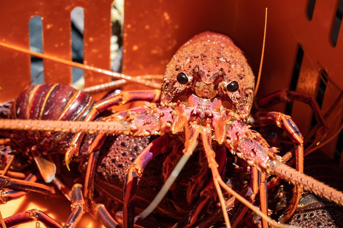 Kalbarri Rock lobster Pot Pull Tour in Kalbarri - FAQ