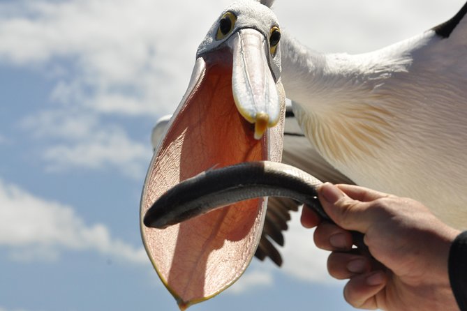 Kalgan Queen Scenic Cruises a four hour sheltered water wildlife tour daily fun. - A Quiet Start at Emu Point