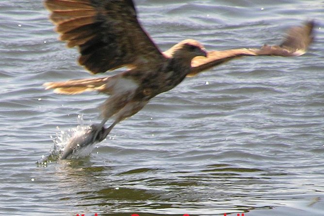 Kalgan Queen Scenic Cruises a four hour sheltered water wildlife tour daily fun. - Cruising Oyster Harbour and the Kalgan River