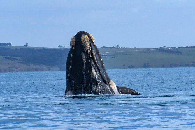 Kangaroo Island 75-Minute Coastal Safari - What the commentary adds