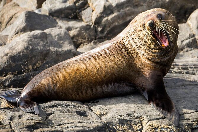 Kangaroo Island 75-Minute Coastal Safari - The boat, group size, and comfort