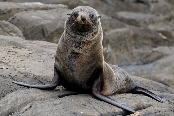 Kangaroo Island 75-Minute Coastal Safari - Cruise passengers need a careful timing plan