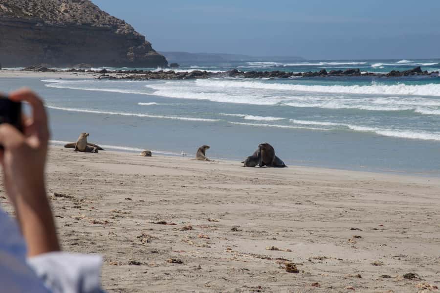 Kangaroo Island Full Day Experience by Ferry Including Lunch - Flinders Chase National Park and the island’s wild edge
