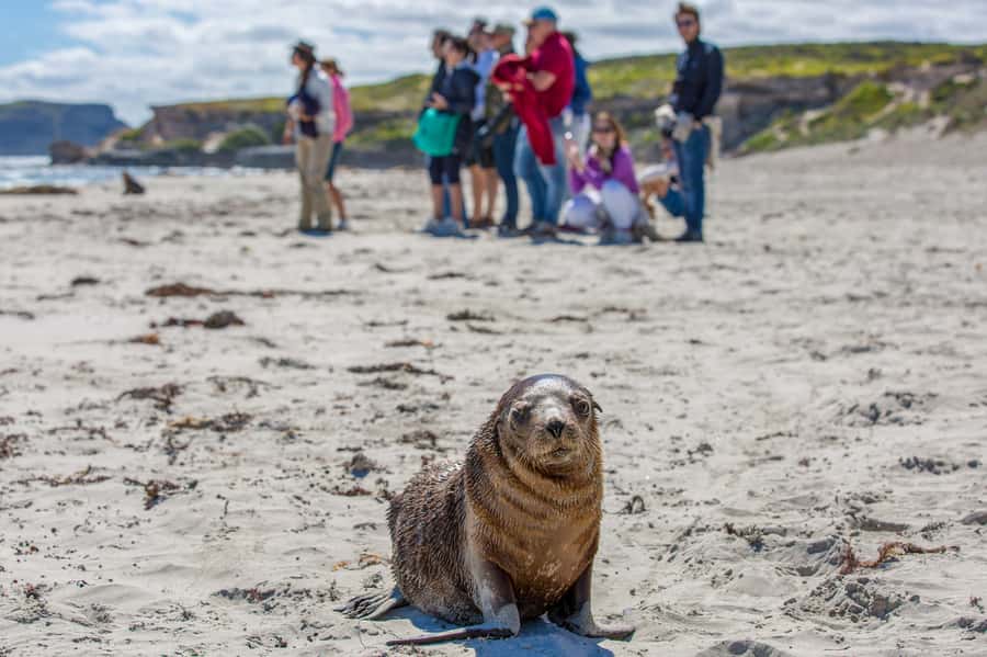 Kangaroo Island Full Day Experience by Ferry Including Lunch - Comfort, pacing, and group size