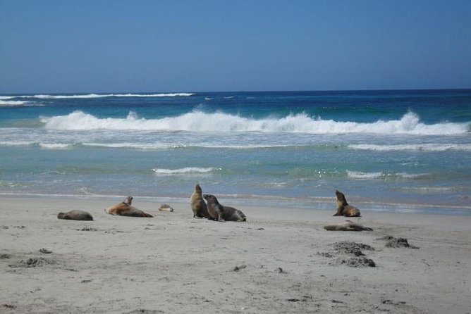 Kangaroo Island in a Day Tour from Adelaide - The early coach ride to Cape Jervis
