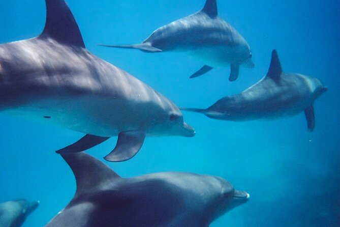Kangaroo Island - Swim with Dolphins/Seals/Coastal Snorkel - What makes this Kangaroo Island tour special