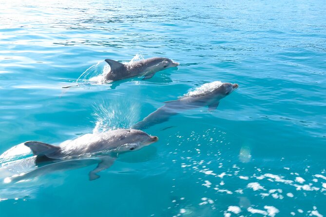 Kangaroo Island - Swim with Dolphins/Seals/Coastal Snorkel - Swimming with long-nosed seals