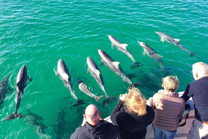 Kangaroo Island - Swim with Dolphins/Seals/Coastal Snorkel - Trying to swim with dolphins