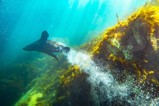 Kangaroo Island - Swim with Dolphins/Seals/Coastal Snorkel - How much value do you get for $139.86?