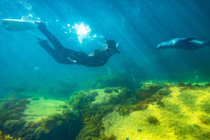 Kangaroo Island - Swim with Dolphins/Seals/Coastal Snorkel - The boat ride and the search for wildlife
