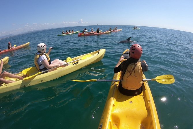 Kayaking with Dolphins in Byron Bay Guided Tour - Key points to know before you paddle