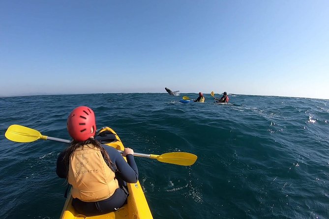 Kayaking with Dolphins in Byron Bay Guided Tour - Is $63.83 good value?