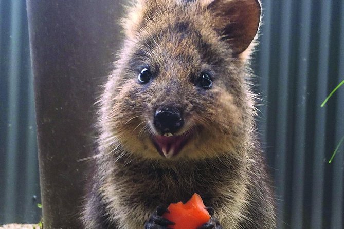 Kuranda Koala Gardens and Birdworld Admission Tickets - Two small Kuranda attractions with very different personalities