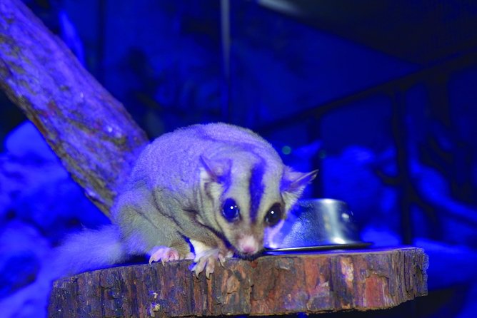 Kuranda Koala Gardens and Birdworld Admission Tickets - Why Birdworld may be your favorite stop