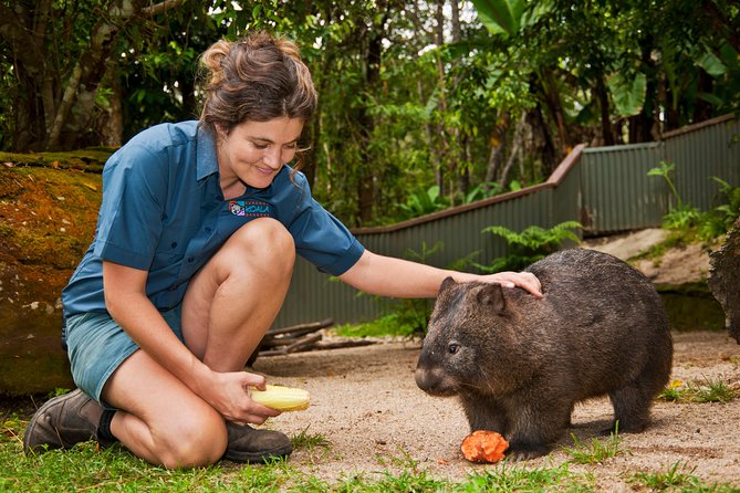 Kuranda Koala Gardens General Entry Ticket - A small park with unusually close animal views