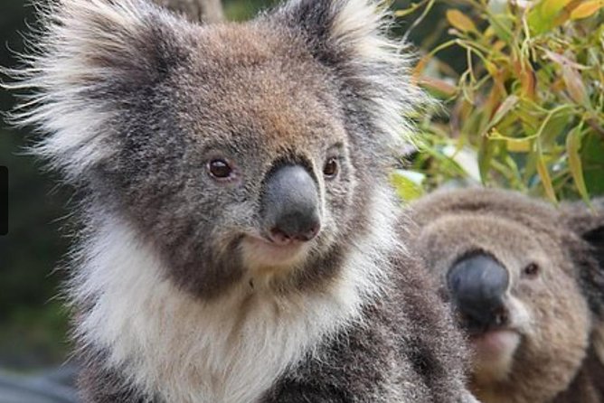 Kuranda Koala Gardens General Entry Ticket - What you see during the one-hour visit