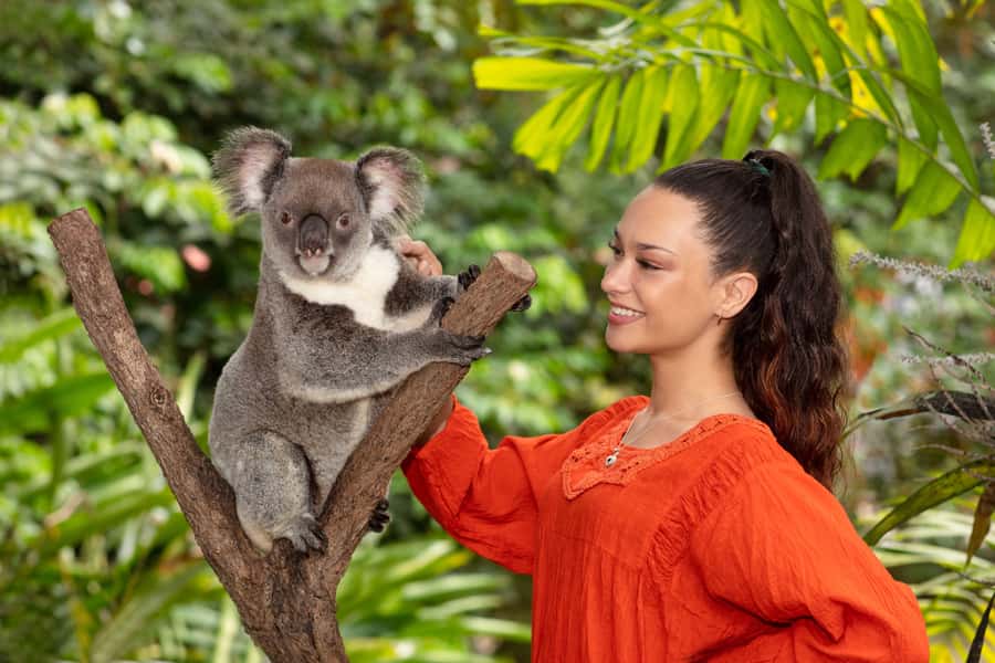Kuranda Koala Gardens Park Entry - A small wildlife park with a very Australian focus
