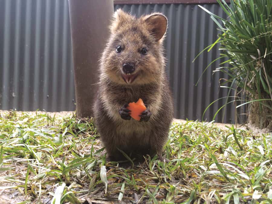 Kuranda Koala Gardens Park Entry - Wallabies, wombats, quokkas, and gliders