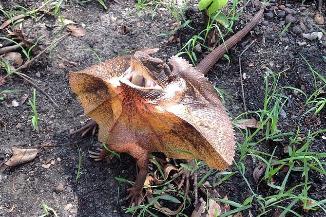 Litchfield National Park and Jumping Crocodile Cruise - Who should book this Darwin day trip?