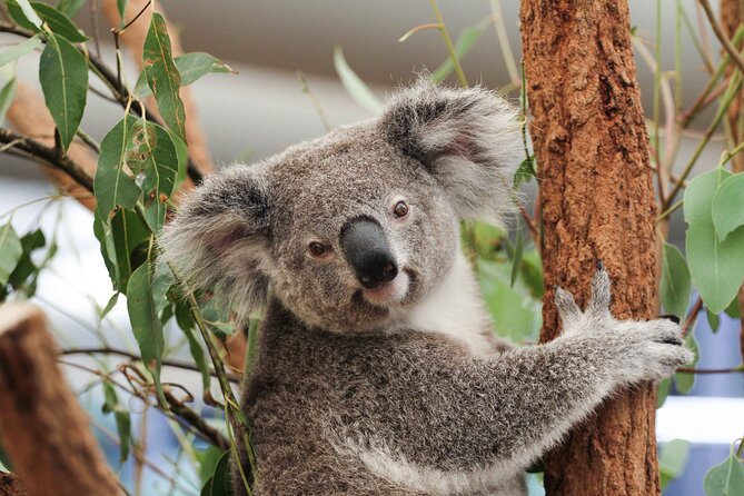 Lone Pine Koala Sanctuary Day Pass - Why Lone Pine works so well as a Brisbane outing