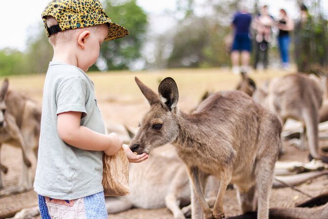 Lone Pine Koala Sanctuary Day Pass - Seeing more than 100 koalas up close