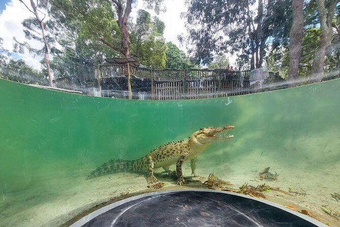 Lone Pine Koala Sanctuary Day Pass - Planning your day around the schedule