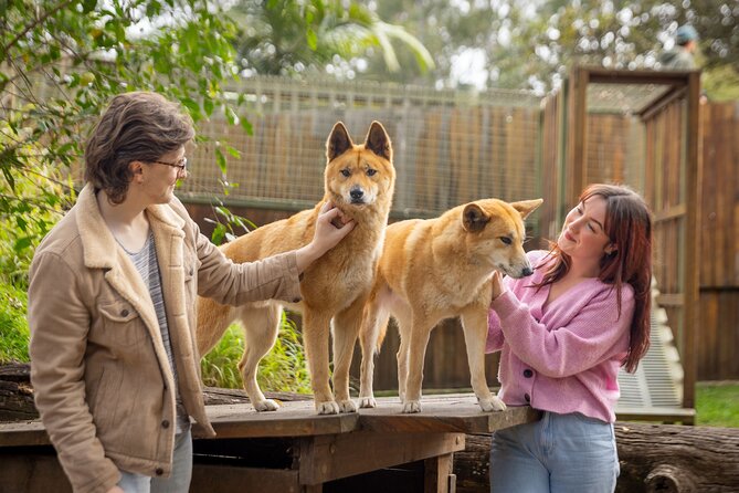 Lone Pine Koala Sanctuary Day Pass - Feeding kangaroos in the Kangaroo Reserve