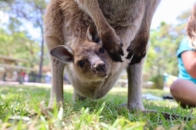 Luxury Hunter Valley Wildlife & Wine Tasting Tour from Sydney - Who will enjoy this day most