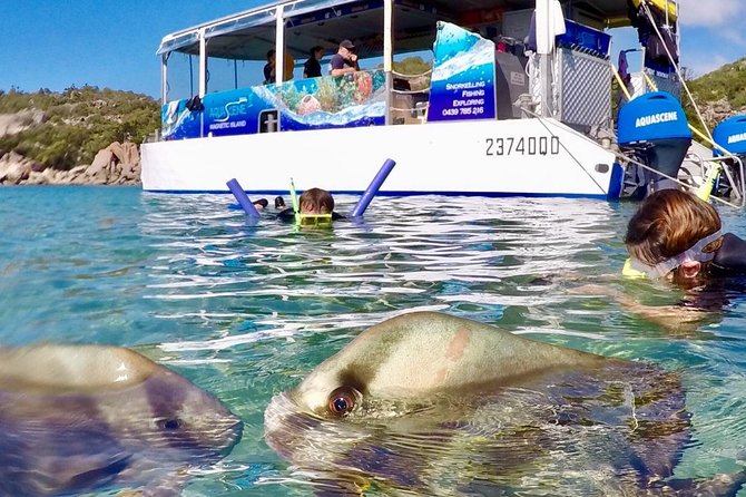 Magnetic Island Discovery Tour with Snorkeling & Paddle Boarding - Why this half-day cruise works well