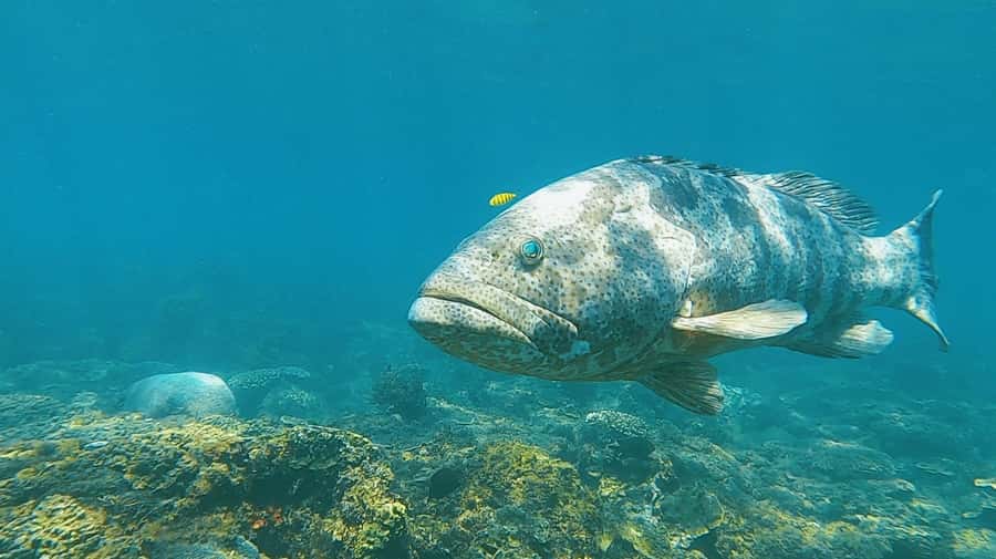 Magnetic Island: Snorkel Discovery Tour - Morning tea at a quiet coastal stop