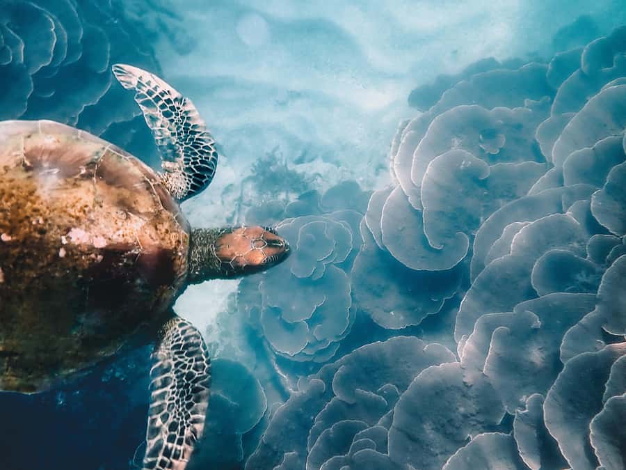 Magnetic Island: Snorkel Discovery Tour - Learning Magnetic Island from the water