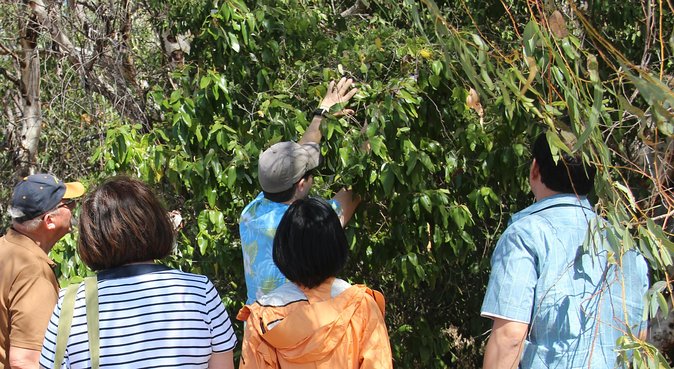 Magnetic Island Tour: Maggie Comprehensive - Picnic Bay Jetty adds a short scenic pause