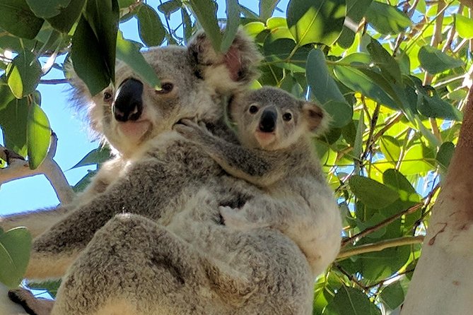 Magnetic Island Tour: Maggie Comprehensive - What the guide adds to the scenery