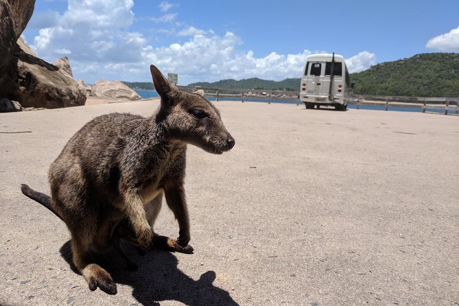 Magnetic Island Tour: Maggie Comprehensive - Nelly Bay starts the morning