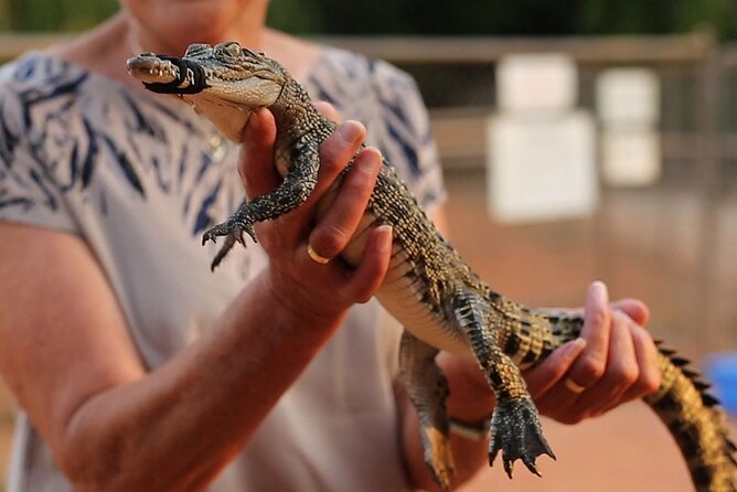 Malcolm Douglas Crocodile Park Tour Including Transportation - Why the crocodiles are the real reason to go