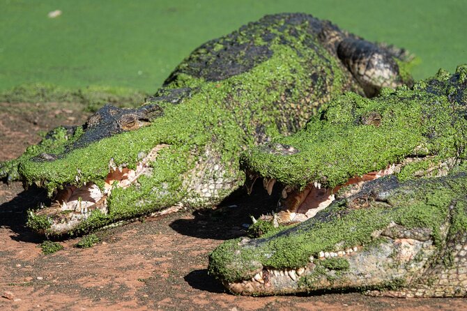 Malcolm Douglas Crocodile Park Tour Including Transportation - More than crocodiles: kangaroos, emus, dingoes, and birds