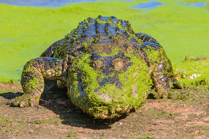 Malcolm Douglas Crocodile Park Tour Including Transportation - Comfort, weather, and what to pack