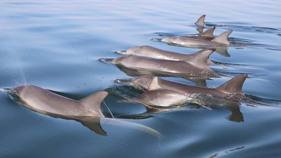 Mandurah: Dolphin and Views Cruise - Practical details that affect your day