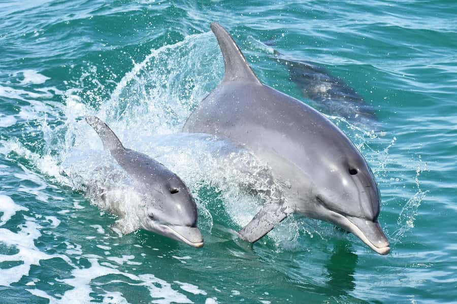 Mandurah: Dolphin and Views Cruise - Dolphins in the wild, not a pool performance